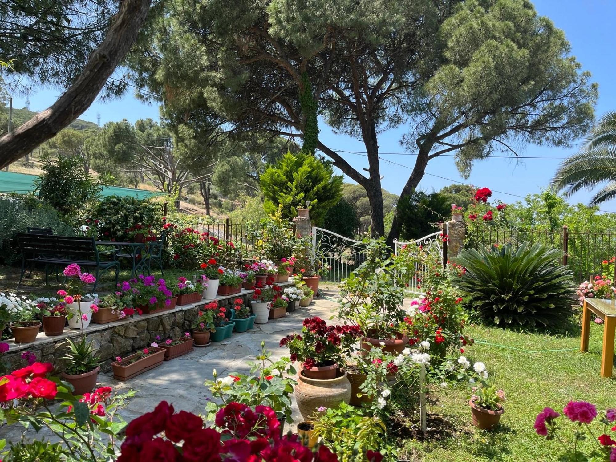 Gunebakan Taliani Hotel Ayvalı Εξωτερικό φωτογραφία