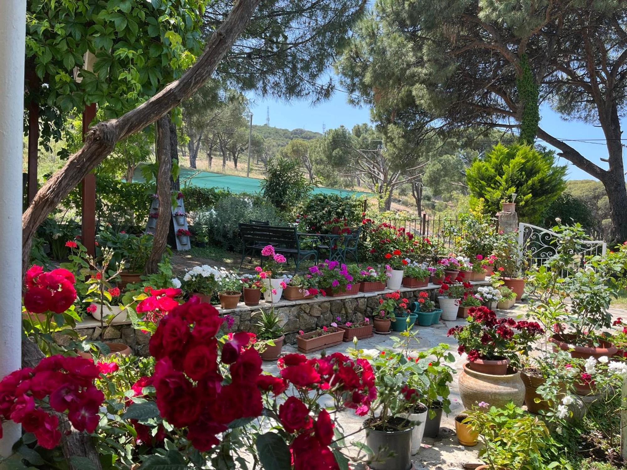 Gunebakan Taliani Hotel Ayvalı Εξωτερικό φωτογραφία